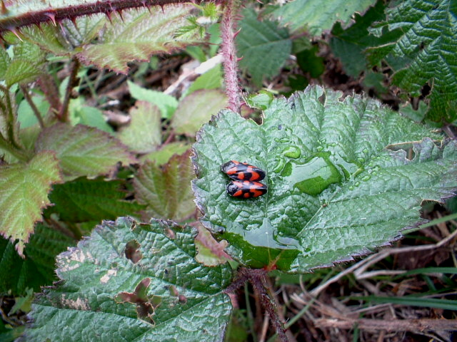 Lasiommata maera,Oreina cacaliae:insetti in Val Trompia